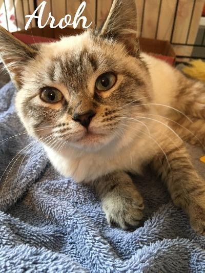 adoptable Cat in Naugatuck, CT named Aroh