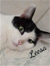 adoptable Cat in , CT named Leesa