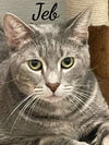 adoptable Cat in , CT named Jazz, Jolt,Jebbs