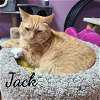 adoptable Cat in , CT named Jack