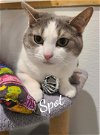 adoptable Cat in , CT named Spot