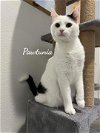 adoptable Cat in , CT named Pawtunia