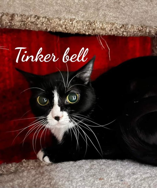 Photo 6 of Toodles & Tinker bell