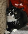 adoptable Cat in , CT named Toodles