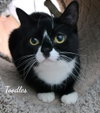 Toodles & Tinker bell - Photo 4