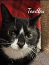 Toodles & Tinker bell - Photo 3