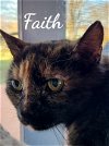adoptable Cat in naugatuck, CT named Faith   special needs