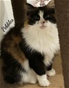 adoptable Cat in naugatuck, CT named Pebbles