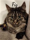adoptable Cat in naugatuck, CT named Fig & Newton