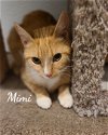 adoptable Cat in , CT named Mimi