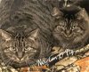 adoptable Cat in  named Fig & Newton bonded pair