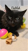 adoptable Cat in , CT named Delilah