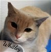 adoptable Cat in , CT named Whitley