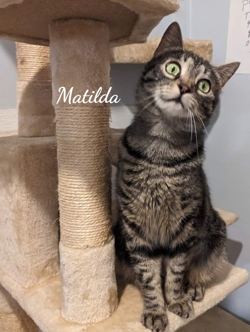 adoptable Cat in Naugatuck, CT named Matilda