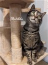 adoptable Cat in , CT named Matilda