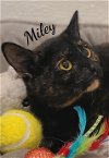 adoptable Cat in , CT named Miley