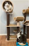 adoptable Cat in naugatuck, CT named Diesel M & Jasmine F (bonded siblings)