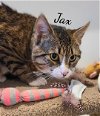 adoptable Cat in naugatuck, CT named Jax