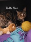 adoptable Cat in  named Bubba Dave