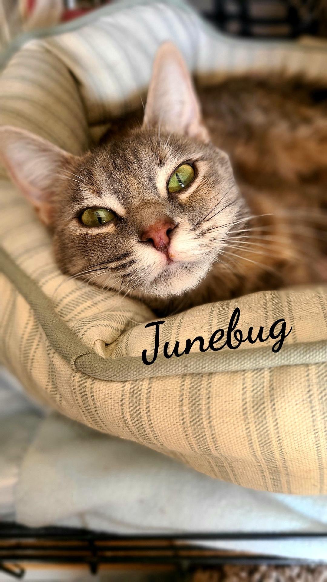 adoptable Cat in Naugatuck, CT named Junebug
