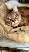 adoptable Cat in , CT named Junebug