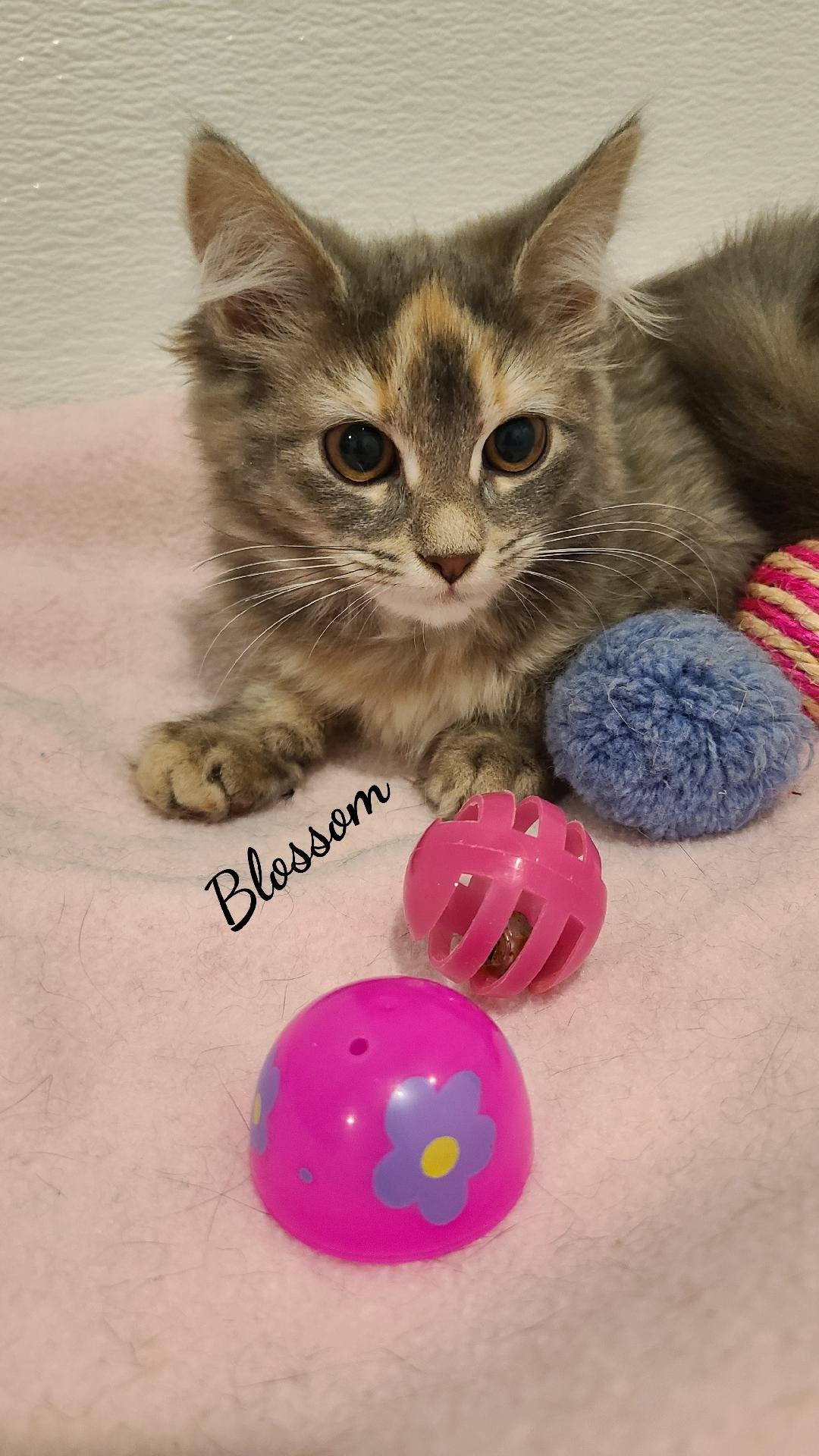 adoptable Cat in Naugatuck, CT named Blossom