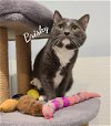 adoptable Cat in , CT named Brisky