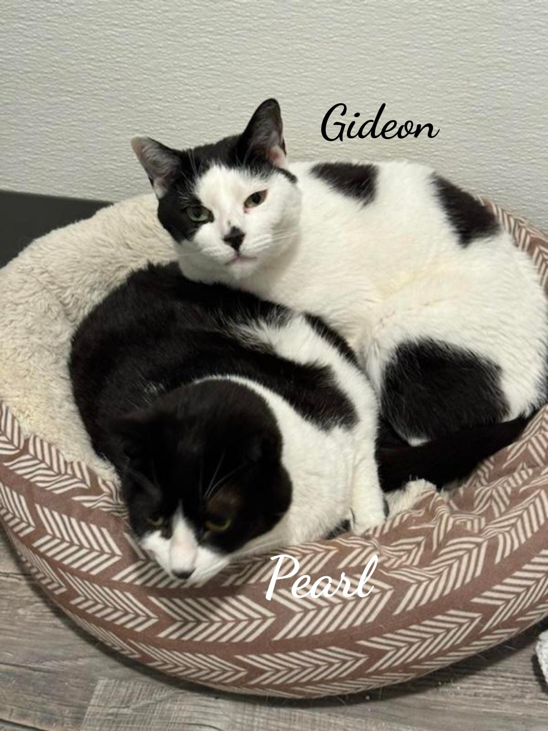 adoptable Cat in Naugatuck, CT named Gideon & Pearl