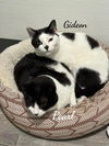 adoptable Cat in , CT named Gideon & Pearl