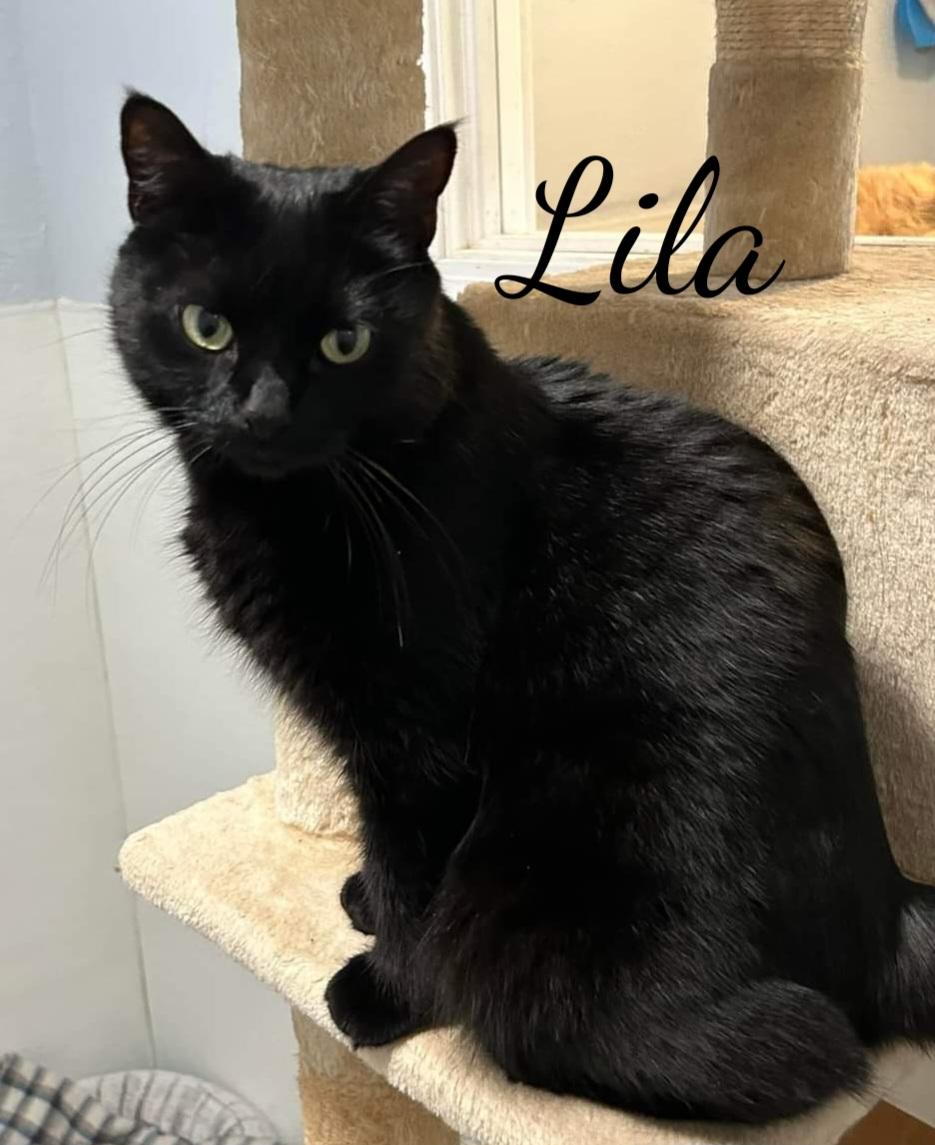 adoptable Cat in Naugatuck, CT named Lila