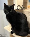 adoptable Cat in , CT named Lila