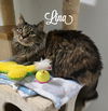 adoptable Cat in Naugatuck, CT named Lina