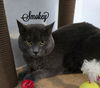 adoptable Cat in , CT named Smokey