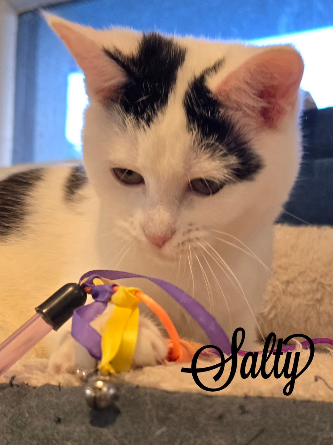 adoptable Cat in Naugatuck, CT named Salty