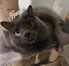 adoptable Cat in , CT named Hansel & Gretel