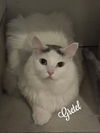 adoptable Cat in , CT named Gretel & Hansel