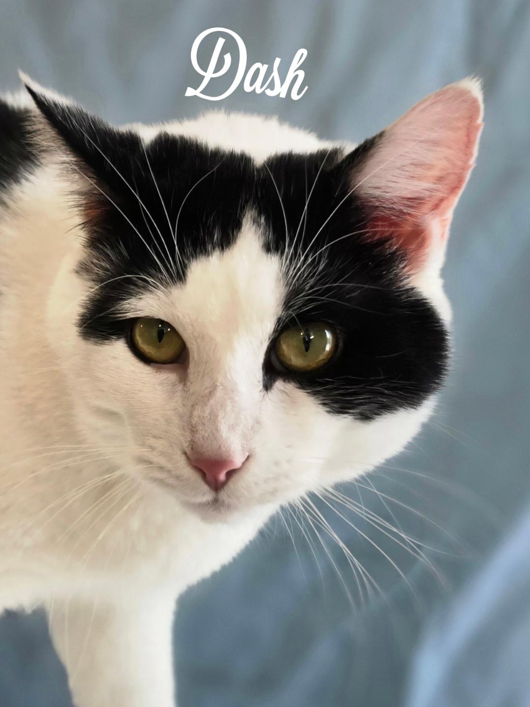 adoptable Cat in Naugatuck, CT named Dash