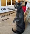 adoptable Cat in , CT named Little Frankie