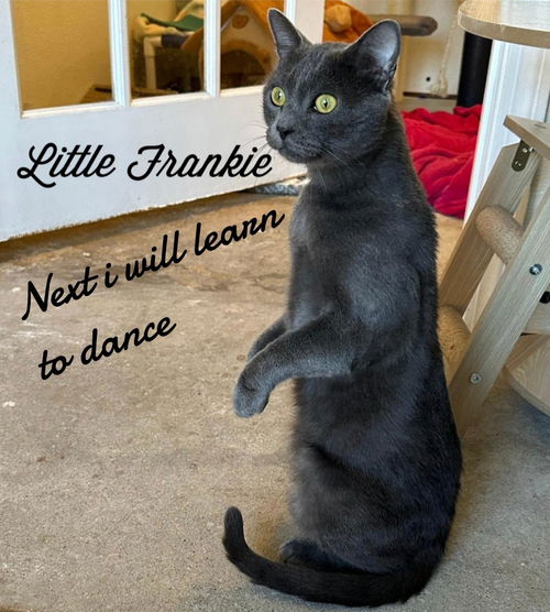 picture of the cat needing adoption