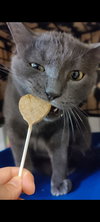 Little Frankie - Photo 1