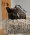 Little Frankie - Photo 2