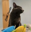 Little Frankie - Photo 4