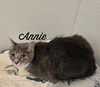 adoptable Cat in , CT named Annie