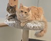 adoptable Cat in , CT named Majestic & Queen