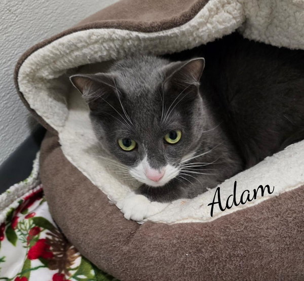 Adam