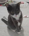 adoptable Cat in Naugatuck, CT named Adam