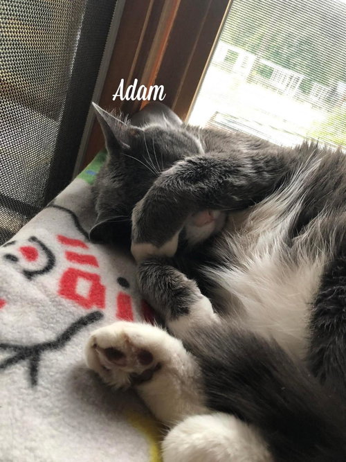 ADAM - Domestic Short Hair available for adoption