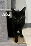 adoptable Cat in Naugatuck, CT named Nico
