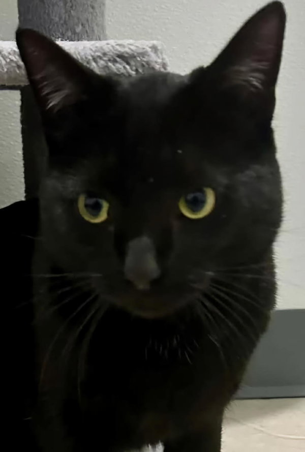 Nico