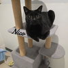 Nico - Photo 2